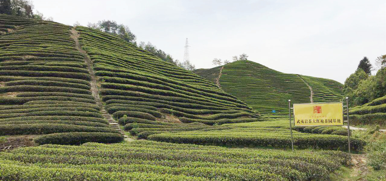 三千茶农